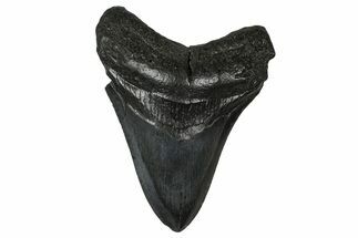 Fossil Megalodon Tooth - South Carolina #374748