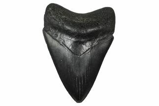 Fossil Megalodon Tooth - South Carolina #374762