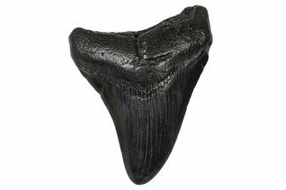 Fossil Megalodon Tooth - South Carolina #374771