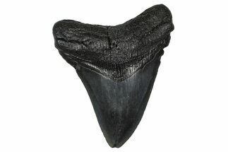 Fossil Megalodon Tooth - South Carolina #374790