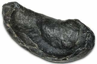 Large Fossil Whale Ear Bone - South Carolina #375277
