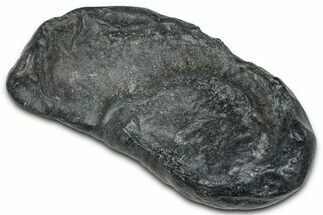 Fossil Whale Ear Bone - South Carolina #375279