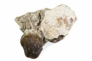 Fossil Running Rhino (Hyracodon) Jaw Section - South Dakota #375416