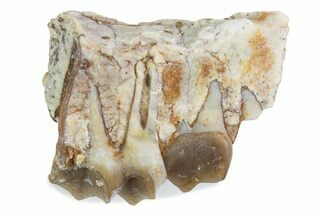 Fossil Oreodont (Merycoidodon) Jaw Section - South Dakota #375504