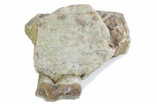 Fossil Oreodont (Merycoidodon) Jaw Section - South Dakota #375509