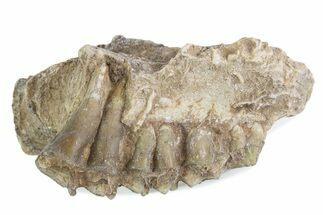 Fossil Oreodont (Merycoidodon) Jaw Section - South Dakota #375514