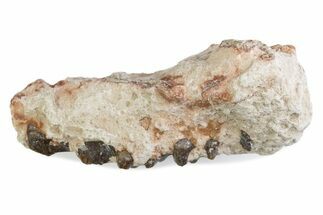 Fossil Oreodont (Merycoidodon) Jaw Section - South Dakota #375531