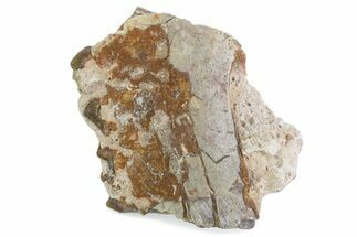Fossil Oreodont (Merycoidodon) Jaw Section - South Dakota #375544