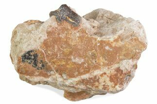 Fossil Oreodont (Merycoidodon) Jaw Section - South Dakota #375551