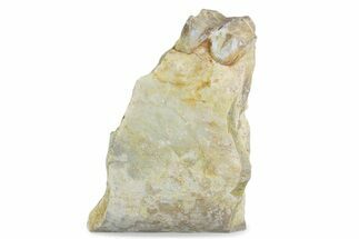 Fossil Oreodont (Merycoidodon) Jaw Section - South Dakota #375552