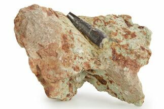 Fossil Pterosaur Tooth in Situ - Dekkar Formation, Morocco #375589