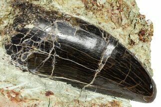 Carcharodontosaurus Tooth In Rock - Dekkar Formation, Morocco #375678