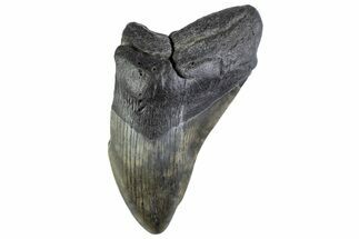 Partial Fossil Megalodon Tooth - South Carolina #374890