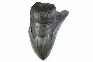 Partial Fossil Megalodon Tooth - South Carolina #374913