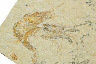 Two Cretaceous Fossil Shrimp - Lebanon #375796