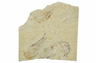 Three Cretaceous Fossil Shrimp - Lebanon #375802