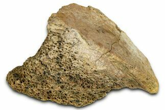 Dinosaur (Triceratops) Frill Shield Section - Montana #373866