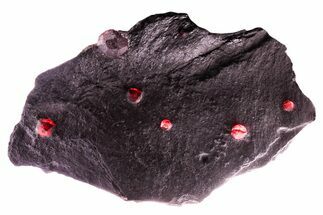 Plate of Seven Red Embers Garnets in Graphite - Massachusetts #375803