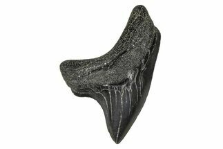 Rare,  Giant Thresher Shark (Alopias) Tooth - South Carolina #375808
