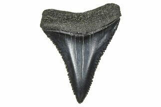 Serrated, Fossil Great White Shark Tooth - South Carolina #375809