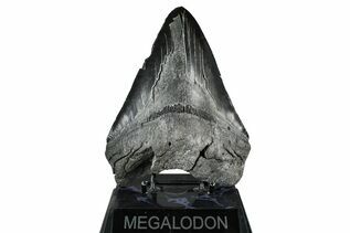 Fossil Shark Teeth For Sale