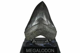 Serrated, Fossil Megalodon Tooth - South Carolina #375812