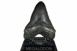 Fossil Megalodon Tooth - South Carolina #375814