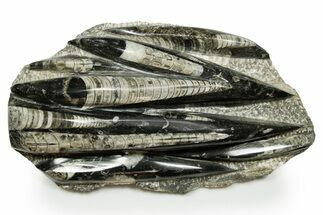 Polished Fossil Orthoceras (Cephalopod) Plate - Morocco #372647