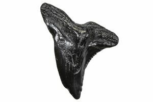 Large, Black, 1.60