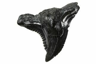 Snaggletooth Shark (Hemipristis) Tooth - South Carolina #375865