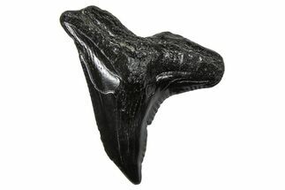 Snaggletooth Shark (Hemipristis) Tooth - South Carolina #375866