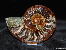 Beautiful Inch Dark Color Split Ammonite (Half) #369