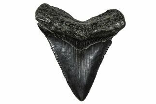 Serrated, Juvenile Megalodon Tooth - South Carolina #375891