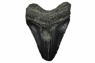 Serrated, Juvenile Megalodon Tooth - South Carolina #375913