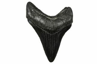 Serrated, Juvenile Megalodon Tooth - South Carolina #375914