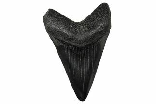 Serrated, Juvenile Megalodon Tooth - South Carolina #375915
