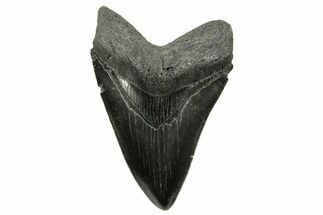 Serrated, Fossil Megalodon Tooth - South Carolina #375846