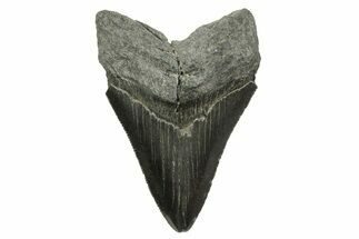 Serrated, Fossil Megalodon Tooth - South Carolina #375849