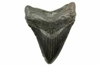 Serrated, Juvenile Megalodon Tooth - South Carolina #375962