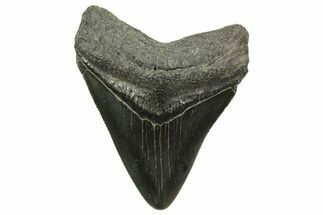 Serrated, Juvenile Megalodon Tooth - South Carolina #375963