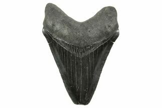 Serrated, Juvenile Megalodon Tooth - South Carolina #375964