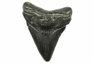 Juvenile Megalodon Tooth - South Carolina #375965