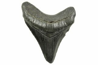 Serrated, Juvenile Megalodon Tooth - South Carolina #375966