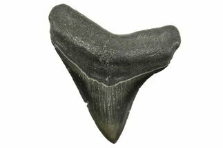 Serrated, Megalodon Tooth - South Carolina #375974