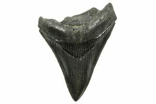 Serrated, Megalodon Tooth - South Carolina #375978