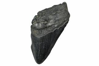 Partial Fossil Megalodon Tooth - South Carolina #376013