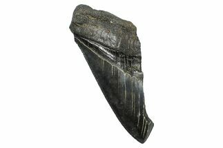 Partial Fossil Megalodon Tooth - South Carolina #376026
