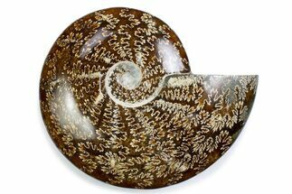 Polished Ammonite (Cleoniceras) Fossil - Madagascar #375948