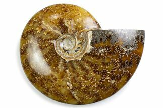 Polished Ammonite (Cleoniceras) Fossil - Madagascar #375983