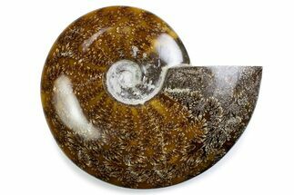 Polished Ammonite (Cleoniceras) Fossil - Madagascar #375984